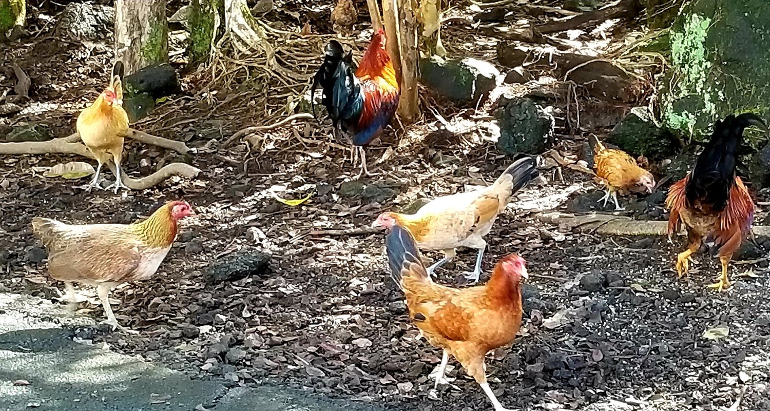Roosters in tropical forest