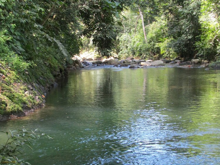 A calm river flowing through lush green forest with overhanging trees and rocks along the banks.
