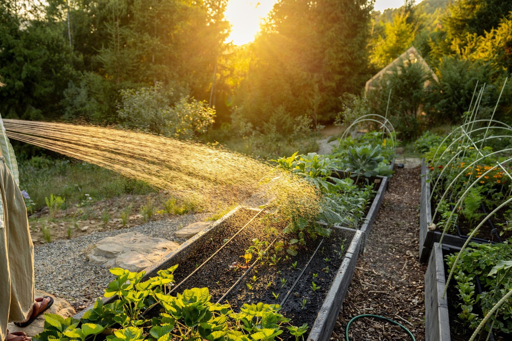Watering a garden with a mountain view behind