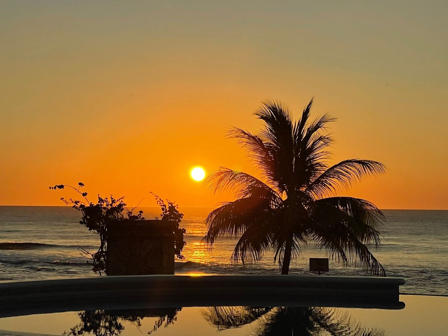 Palm tree and sunset over the ocean from a Playa Pacífica pool