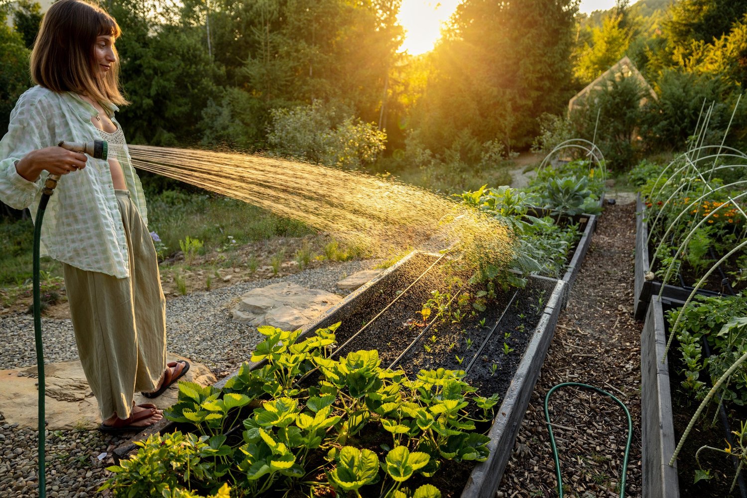Watering a garden with a mountain view behind