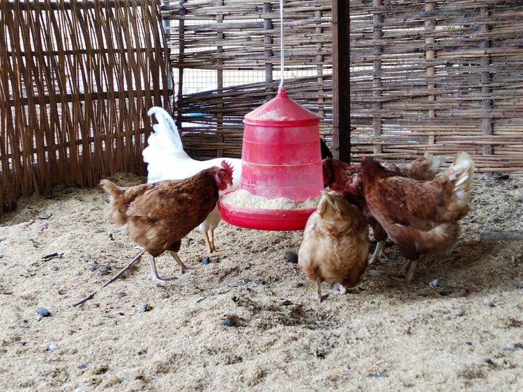 Several chickens and a rooster gathered around a red hanging feeder in a chicken coop with wooden and bamboo fencing.